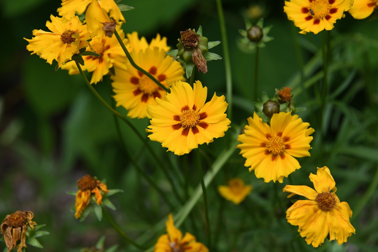 coreopsis-4296134_1280.jpg