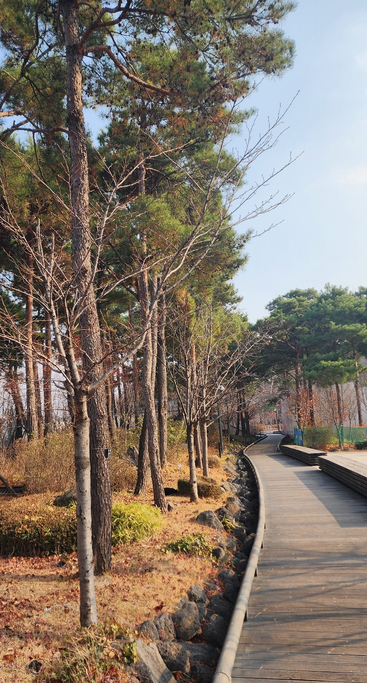 기억 소나무길2.jpg
