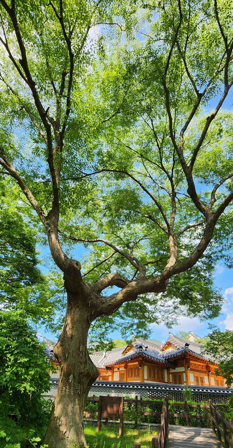 1 고목과 한옥.jpg