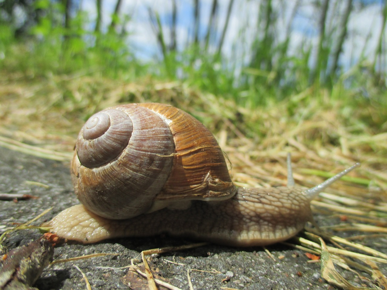 snail-780958_1280.jpg