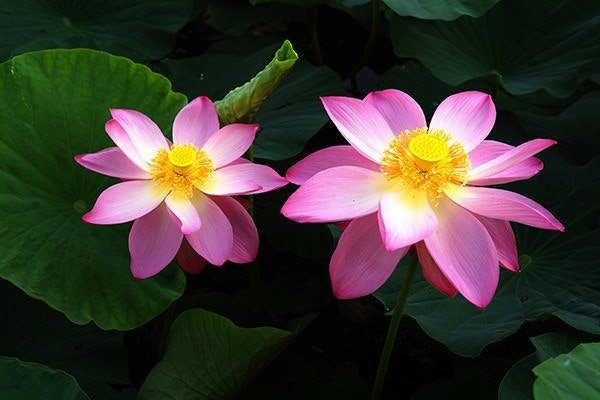 카지노 게임