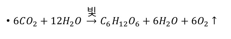 광합성반응식.jpg
