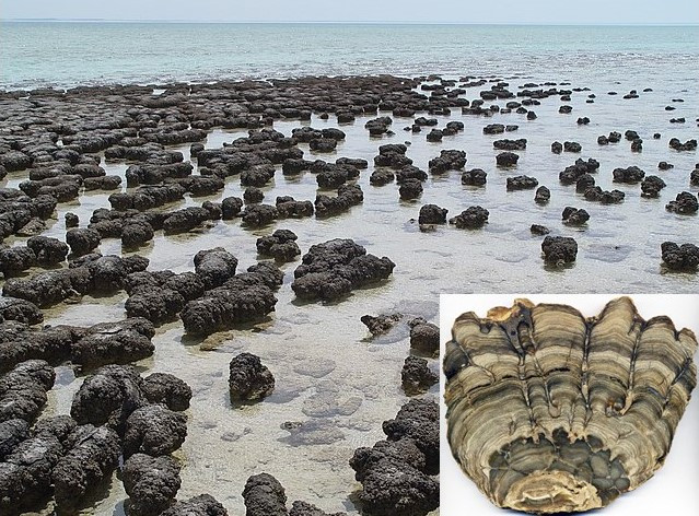 Stromatolites_in_Sharkbay3.jpg