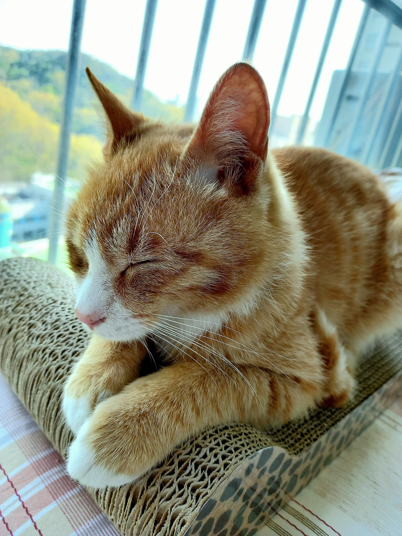 20210419_124643 (1).jpg