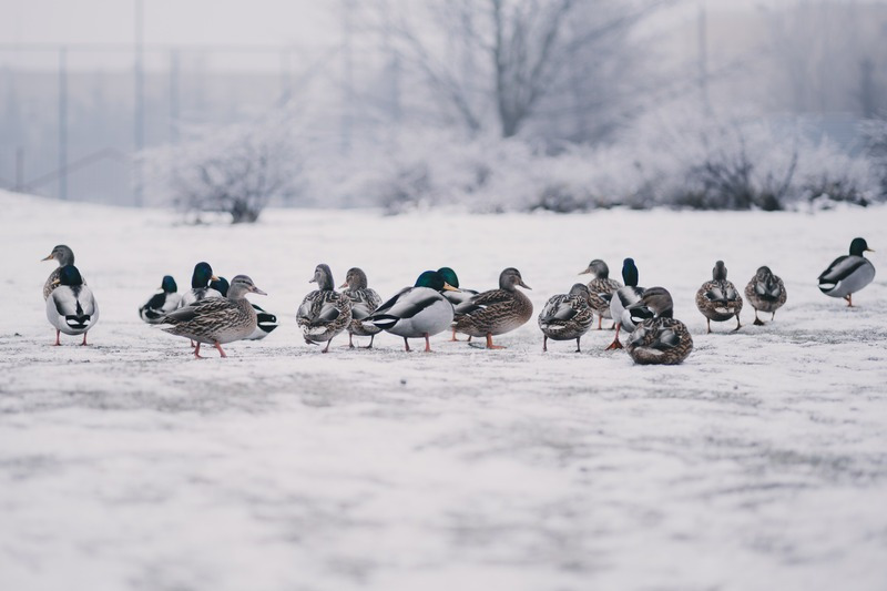ducks-winter-pic.jpg