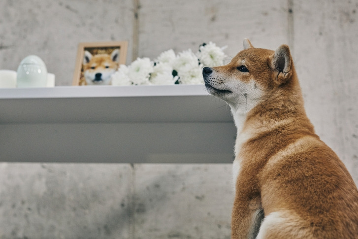 (3)강아지 장례.jpg