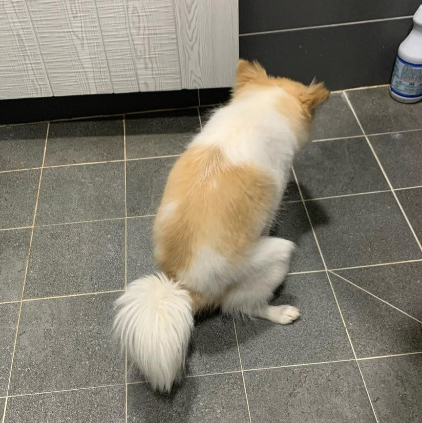 강아지 변비.jpg