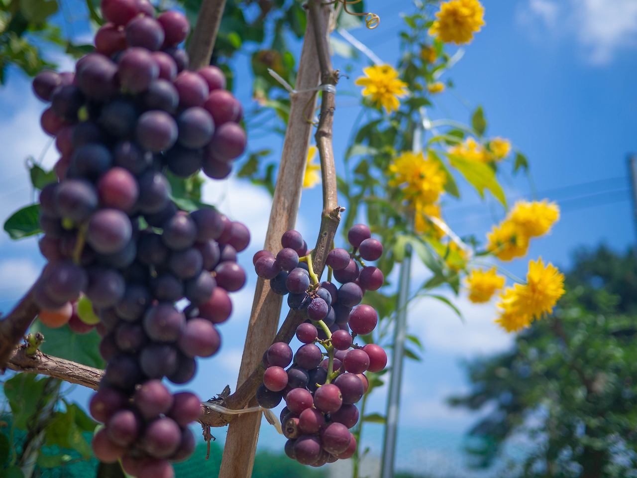 20180805 노란 꽃 포도 2.jpg