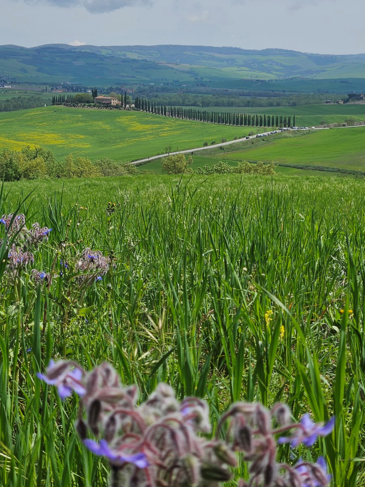Poggio Covili 1.5.jpg