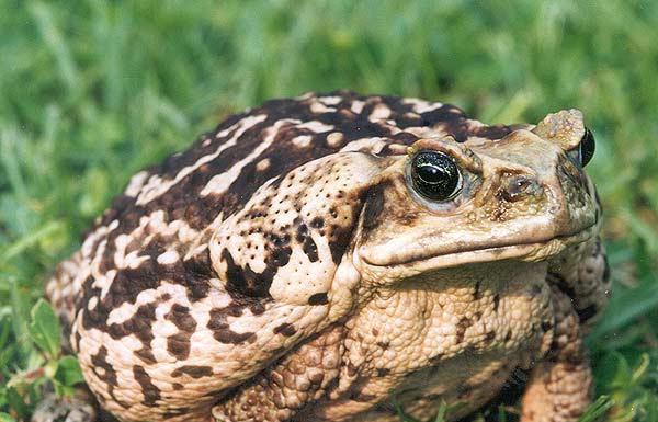 Cane-toad.jpg