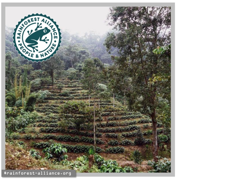 #지속가능 커피6.jpg