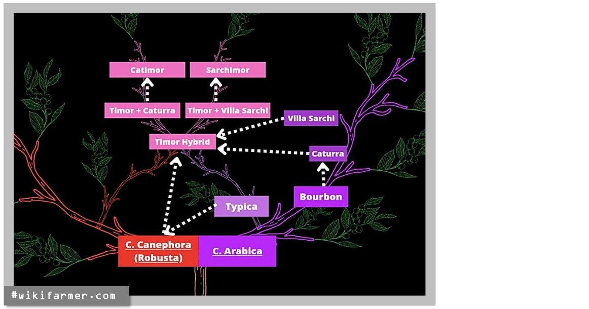 #로부스타베트남 3.jpg