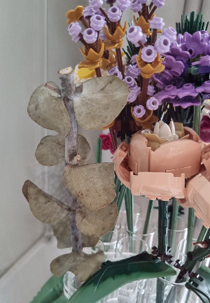 40화 유칼립투스.jpg