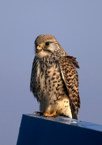 다운로드 (2).jpg