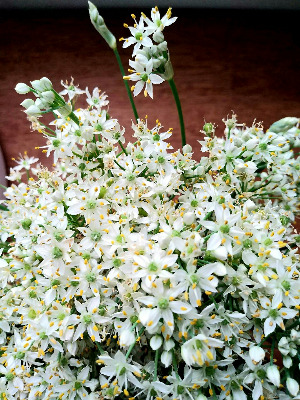 67,90쪽(면에 맞추어). 빛깔과 향기에 알맞은 그 이름, 부추꽃, 광양.jpg