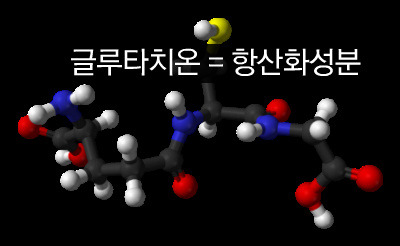 글루타치온.jpg