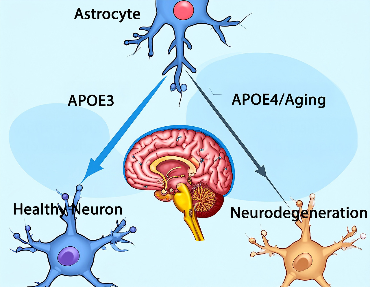 Firefly_Create a professional, scientific infographic diagram illustrating the role of APOE3  702241 copy.jpg