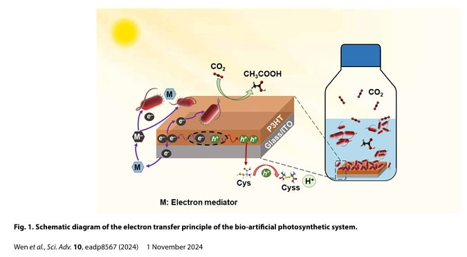 인공잎과 아세테이트.jpg