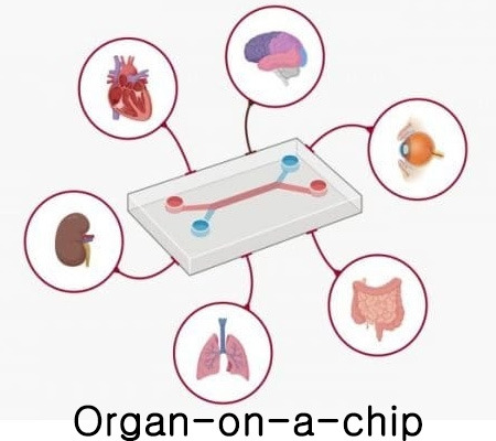 Organ-on-a-chip 2.jpg