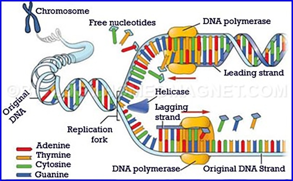 DNA Replication.jpg