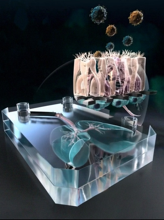 Organ-on-a-Chip.jpg