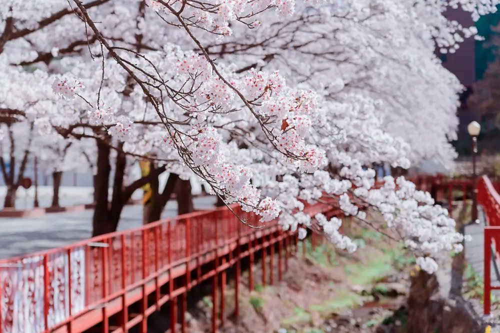 가평 벚꽃 01.jpg