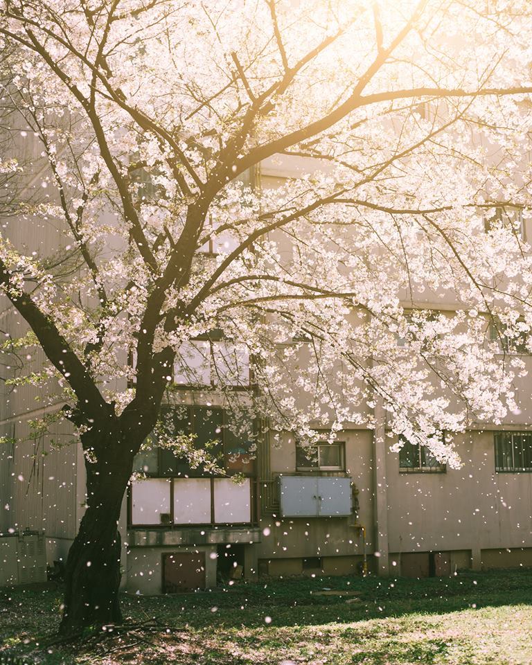 벚꽃 엔딩 01.jpg