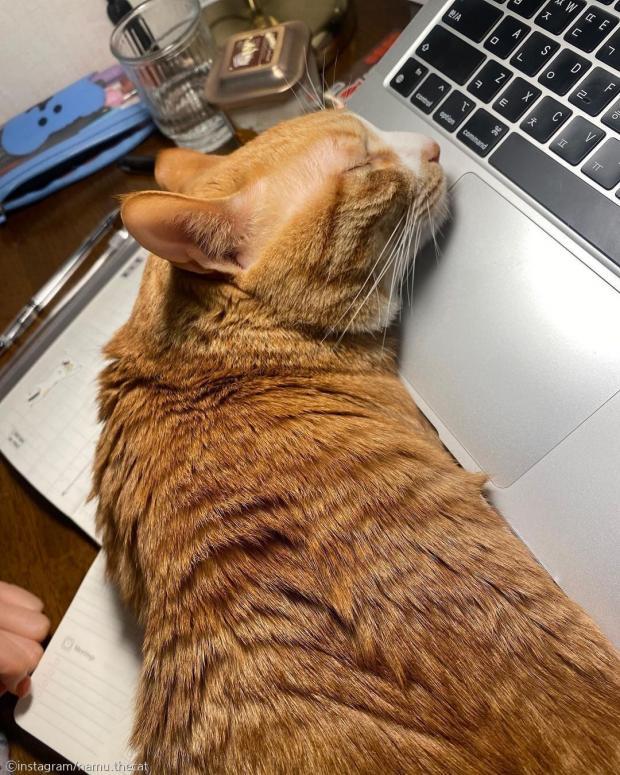 노트북 앞에서 조는 고양이.jpg