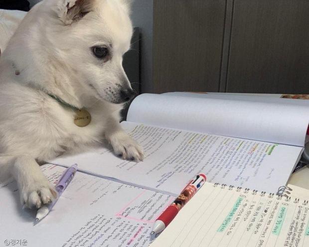 공부하는 강아지.jpg