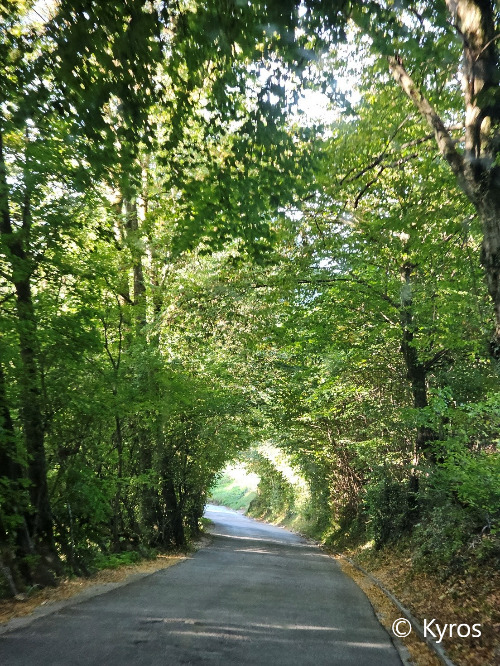 ▲  호텔로 안내하는 초록터널  © Kyros.jpg