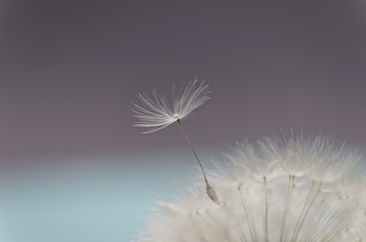 dandelion-6266231_1280.jpg
