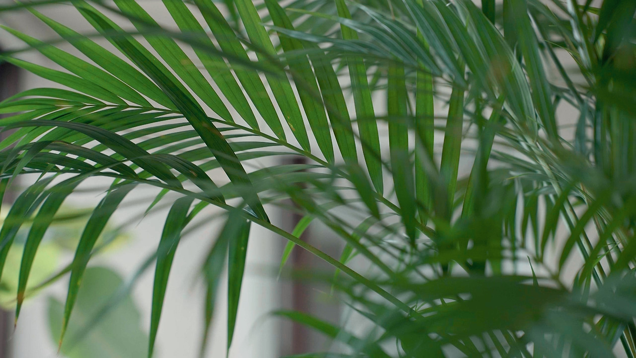 Still 2025-06-30 144904_2.1.1.jpg