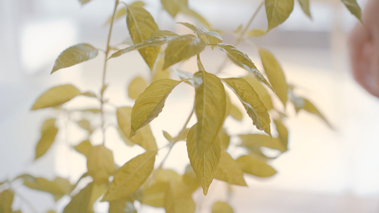 Still 2024-11-14 165033_2.9.17.jpg