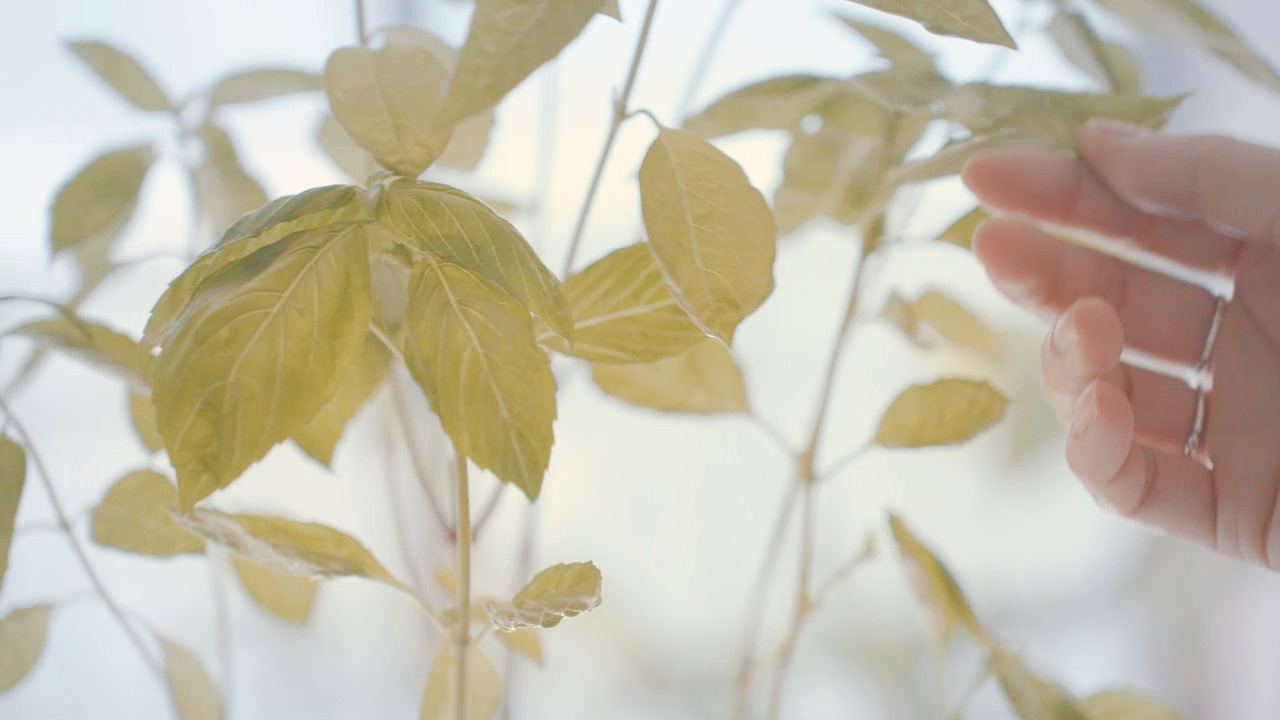 Still 2024-11-14 165033_2.16.7.jpg