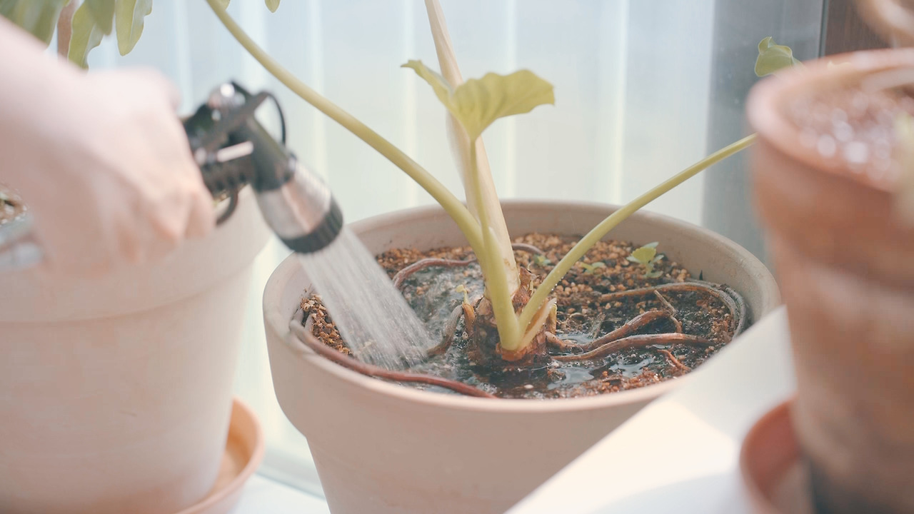 Still 2024-08-28 133250_2.8.5.jpg