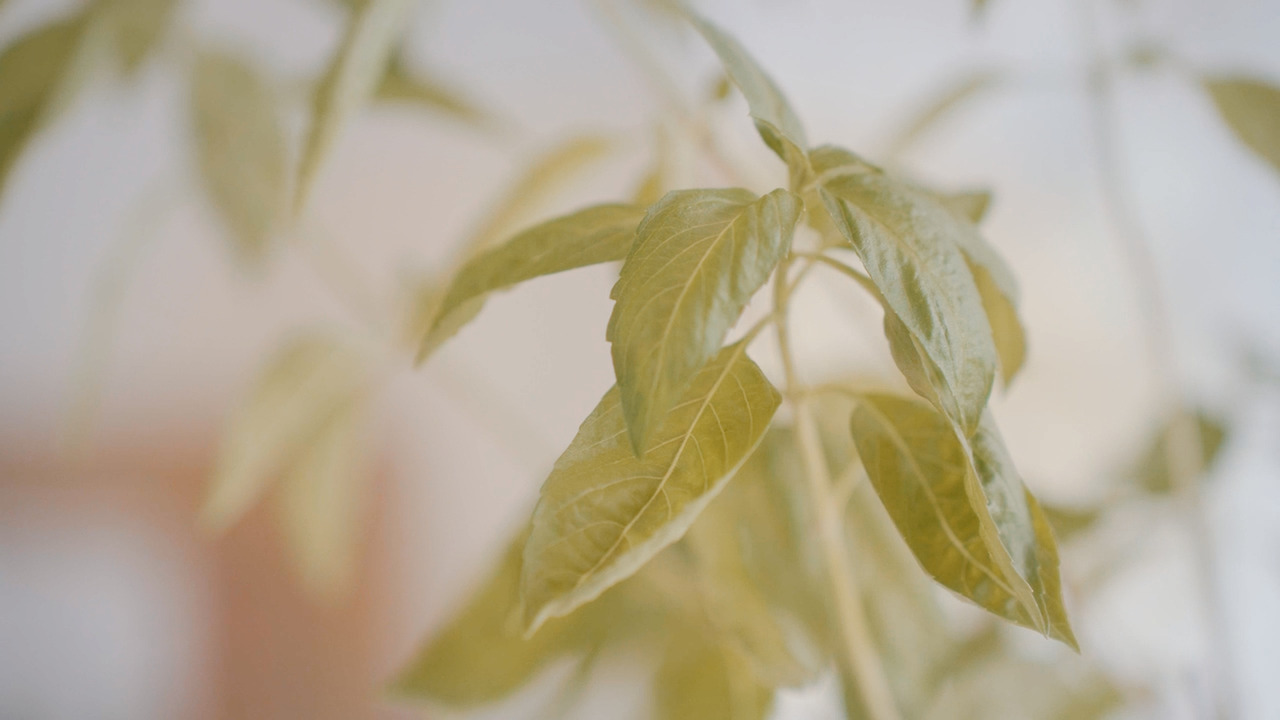 Still 2024-12-16 235041_1.13.1.jpg