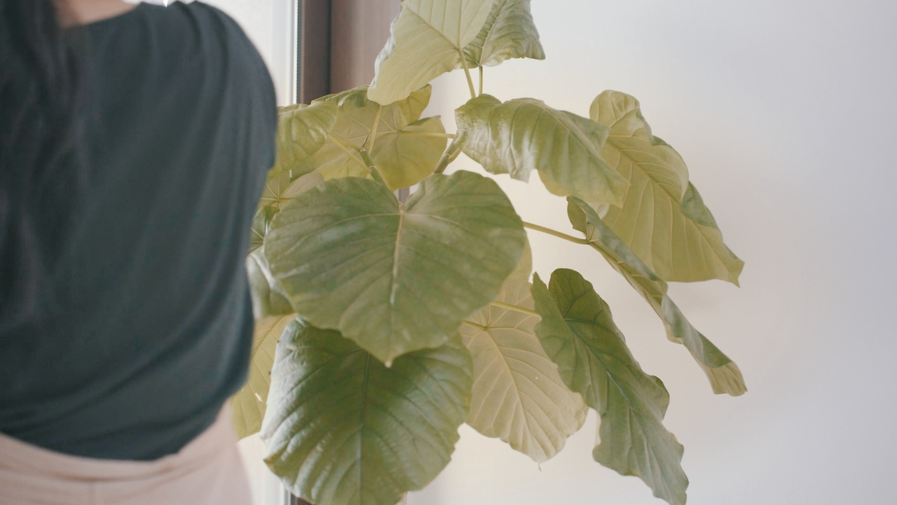 Still 2024-11-14 165033_2.10.10.jpg