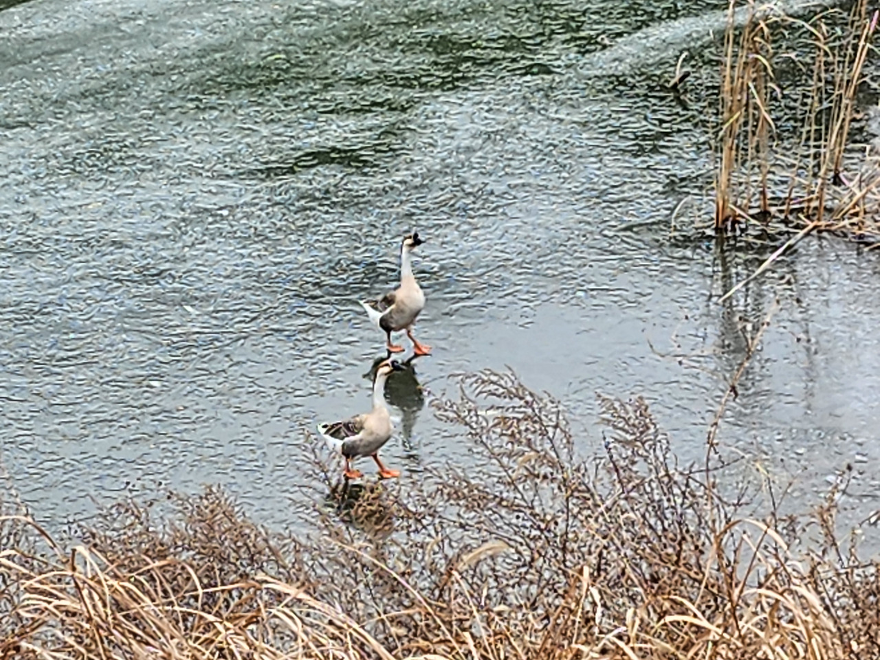 얼은 물새연못 위 거의.jpg