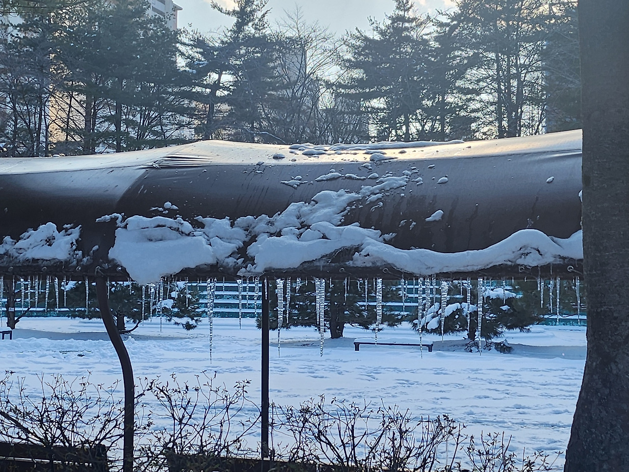 중앙공원 고드름.jpg