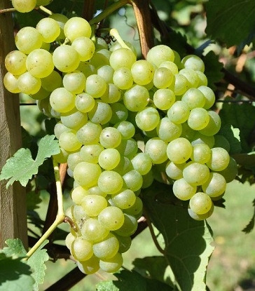 Chasselas Gruppe.jpg