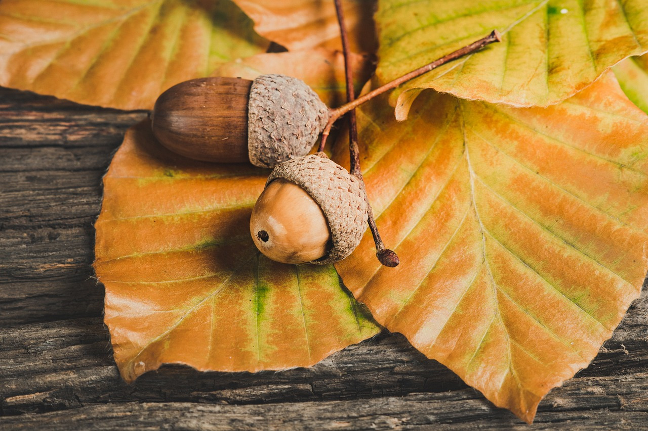 acorns-5646979_1280.jpg