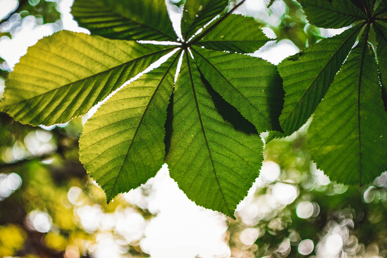 chestnut-leaves-5157341_1280.jpg