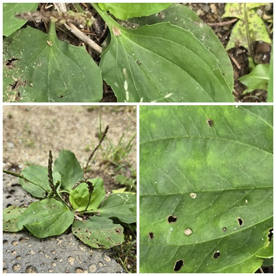 질경이2 - 복사본.jpg