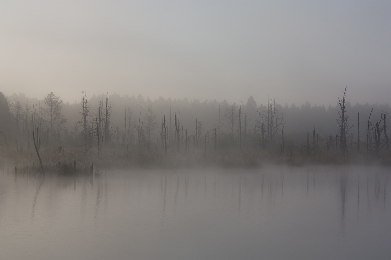 early-fog-1886939_1280.jpg