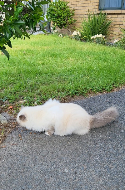 Screenshot_20240226_101319_Gallery (1).jpg