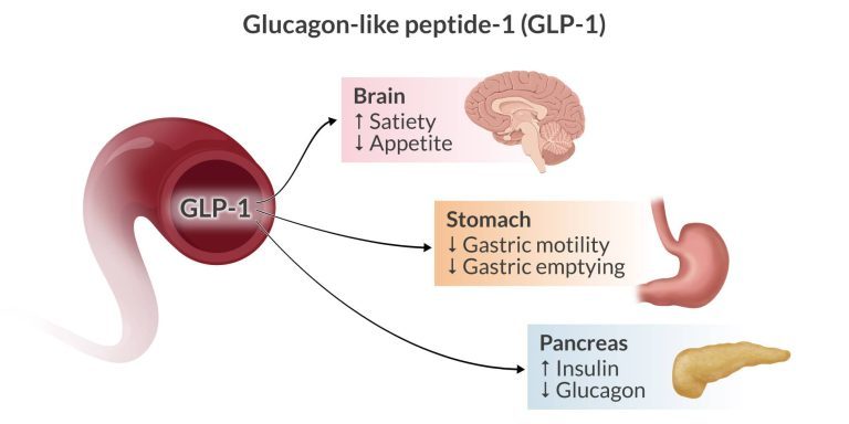 glp-1.jpg