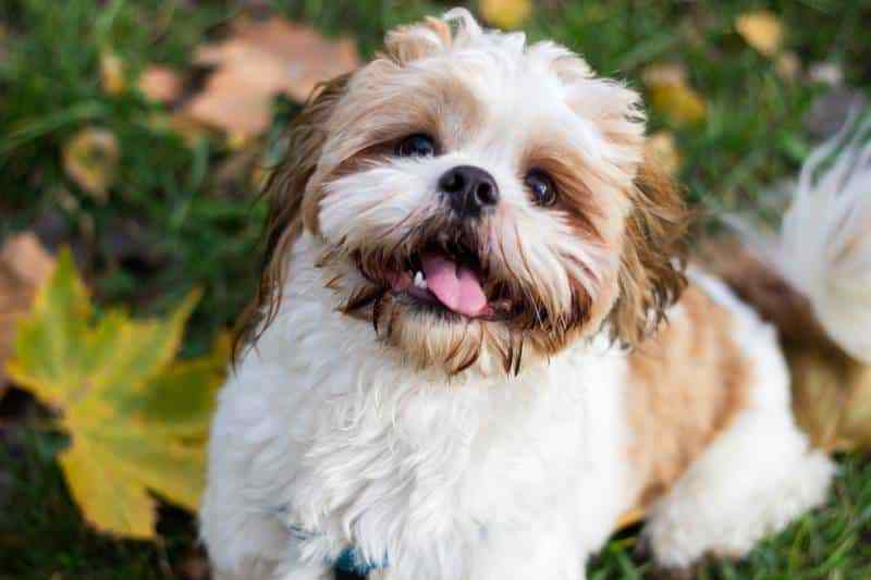 Cute-Shih-Tzu-puppy-in-the-park_sanjagrujic_Shutterstock.jpg