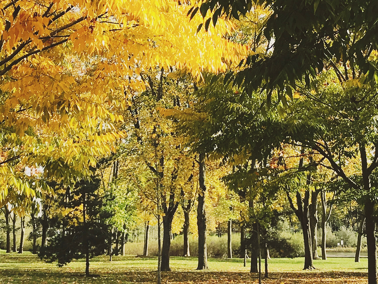 FFC3F132-EBB3-4665-9D50-E148AF18D812 2.jpg