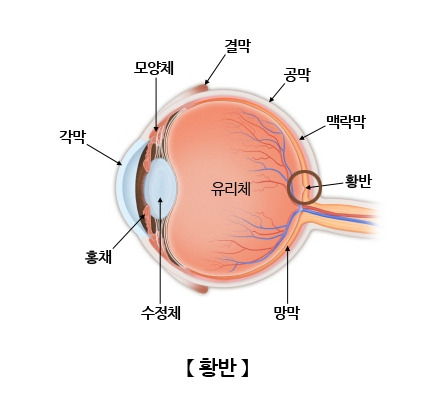 황반의 구조.jpg