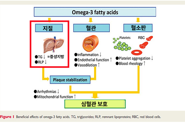 오메가3_중성지방2.jpg